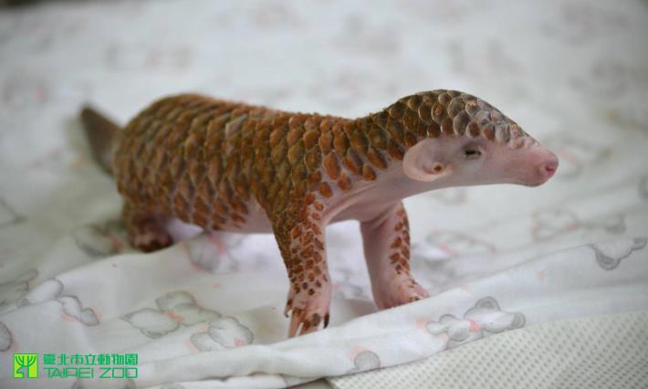 Pangolin Baby