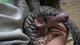 Pangolin and Zookeeper