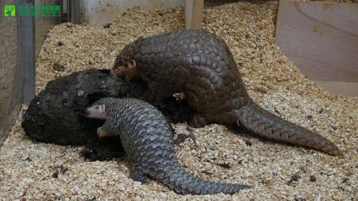 Two Pangolins