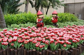 2018 CKS Shilin Residence Tulip Show to Kickoff February 13
