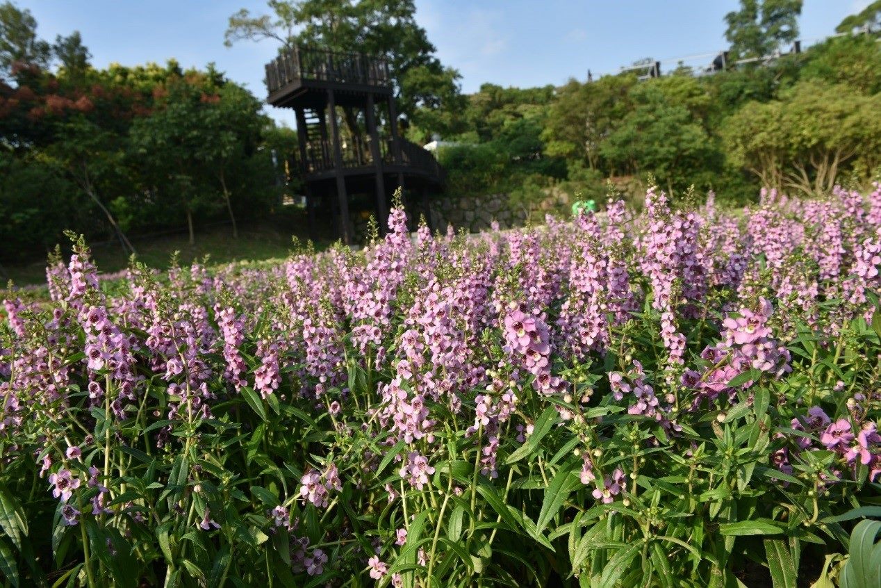 Flowers of Love Burst into Bloom at Neishuangxi Nature Center