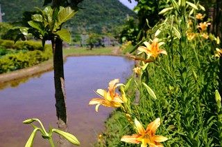 Easter Lilies Blooming at Whitestone Lake