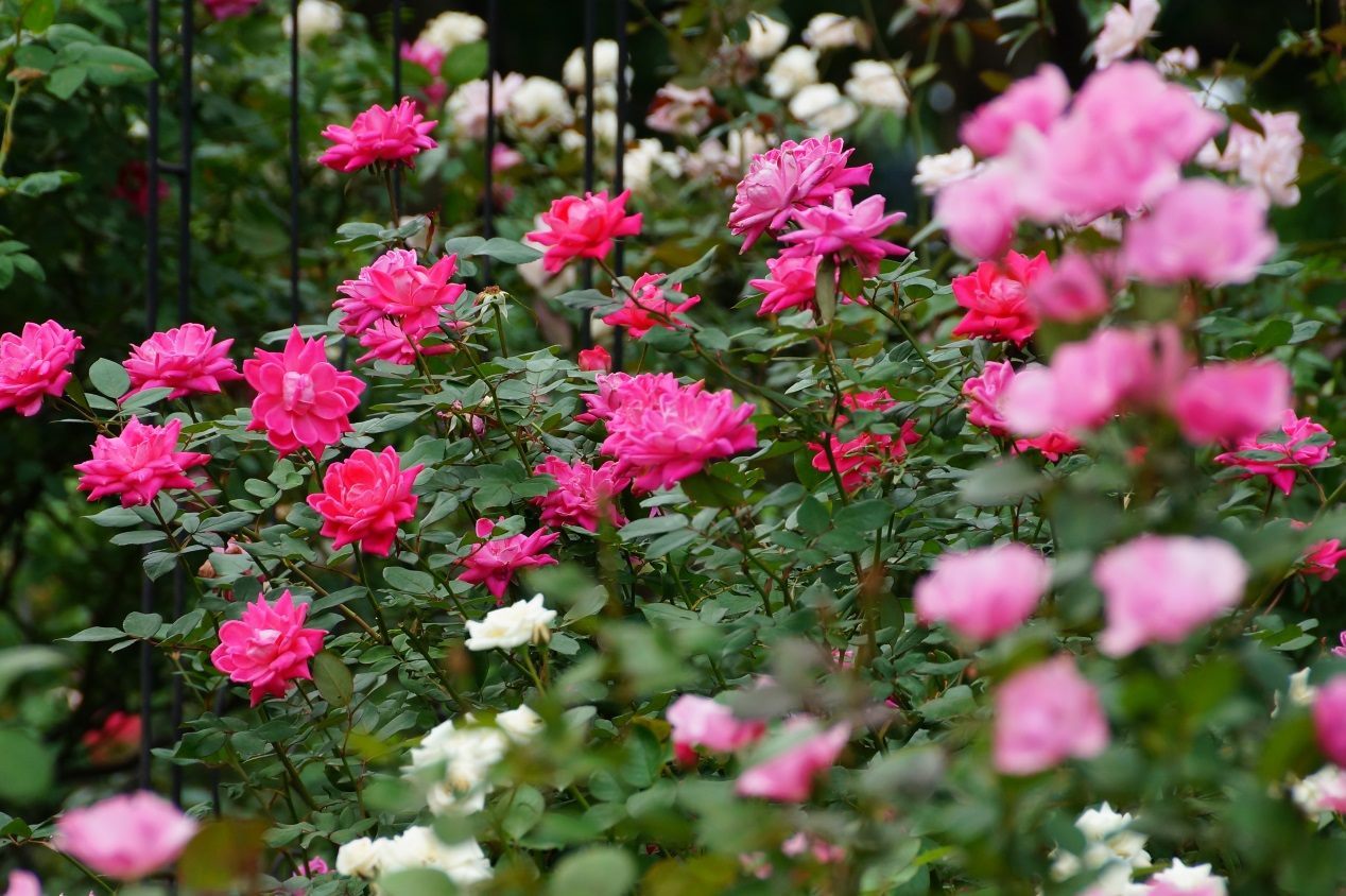 Taipei Rose Garden – Fall Season Rose Show