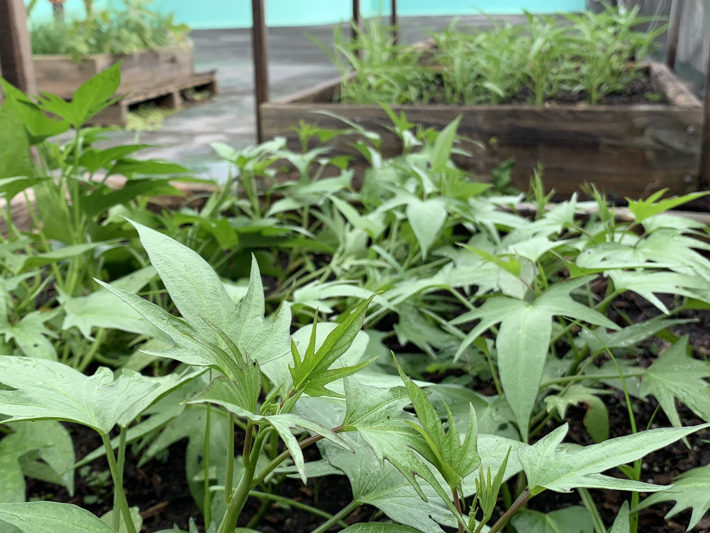 proprietary soil conditioner
