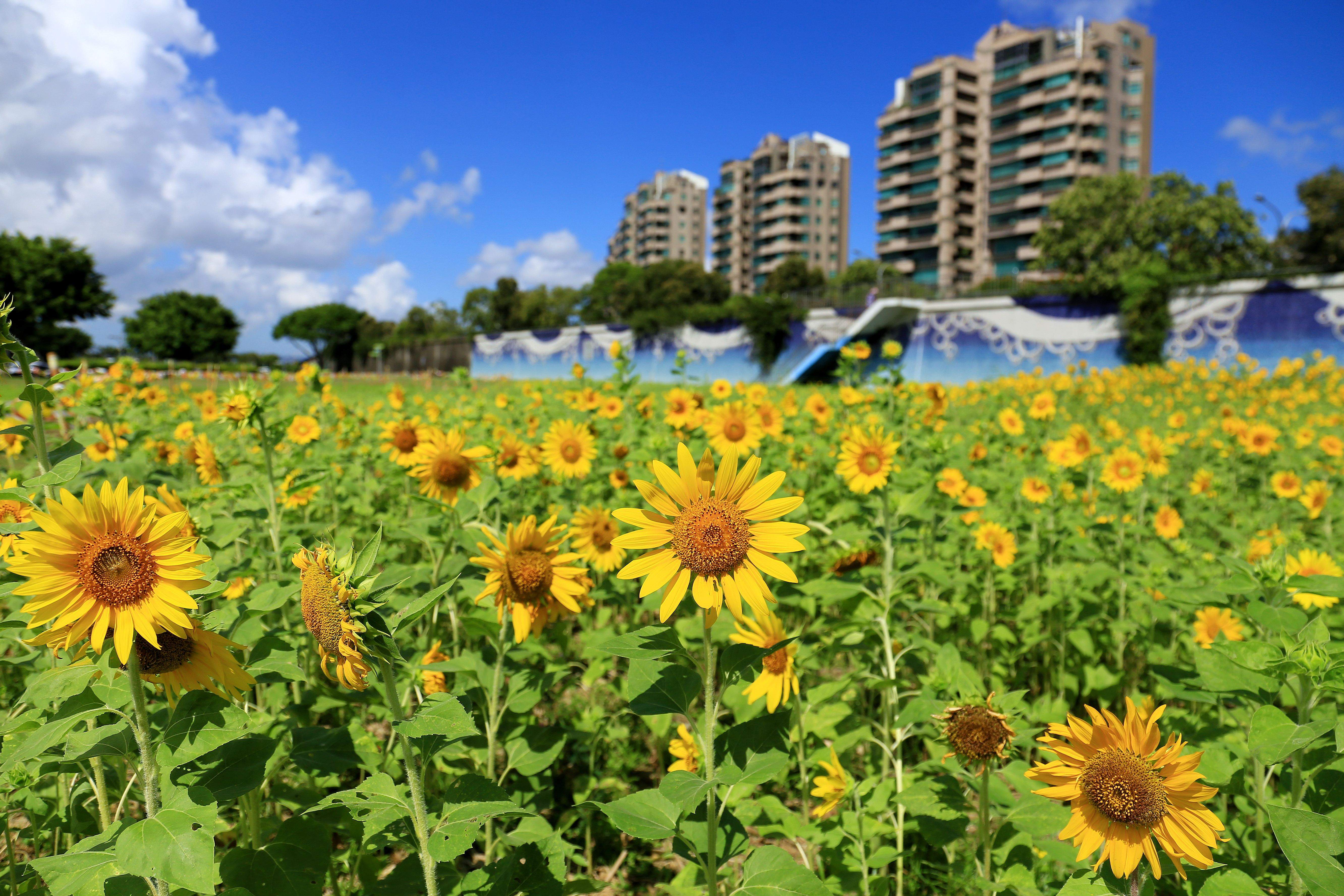Sunflowers at Meiti Riverside