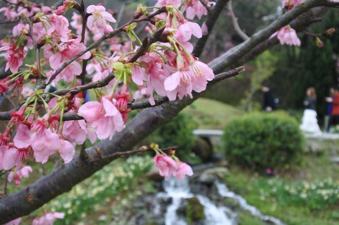 Cherry blossom on Yangmingshan is in full bloom.