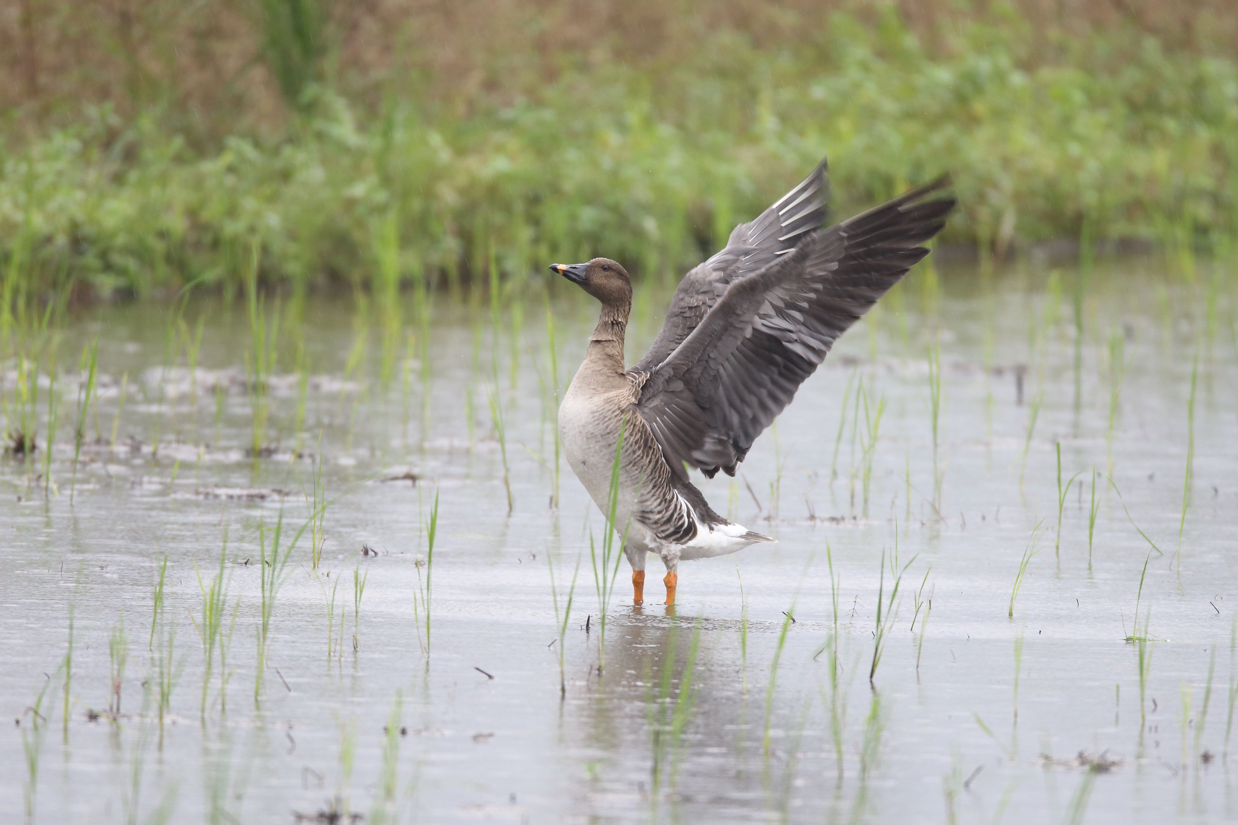 A waterfowl taking off from the river