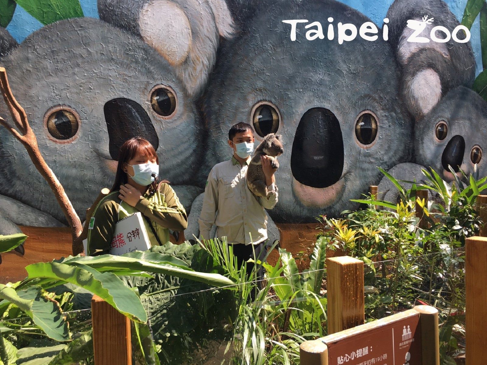 Taipei City Government-City News-Come Meet the Koalas Every Friday –  Provided That There Is Sunny Weather
