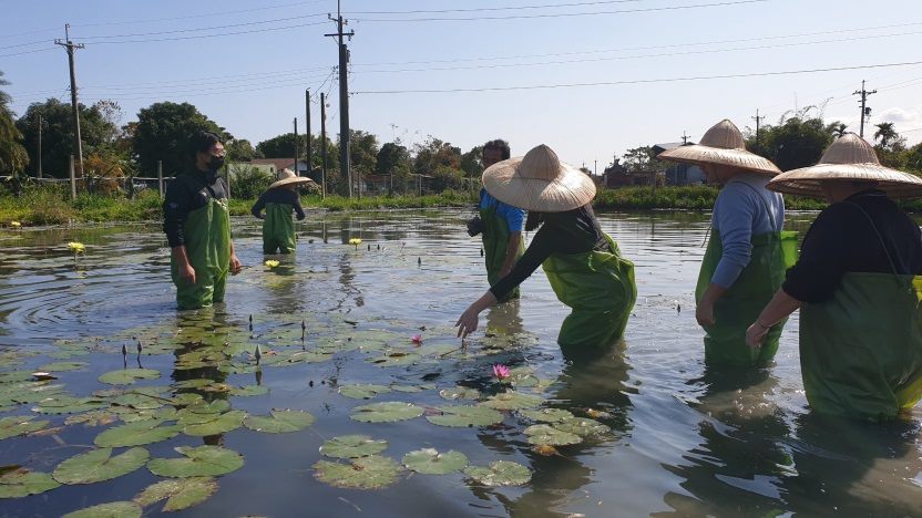 Farm raising organic water lilies