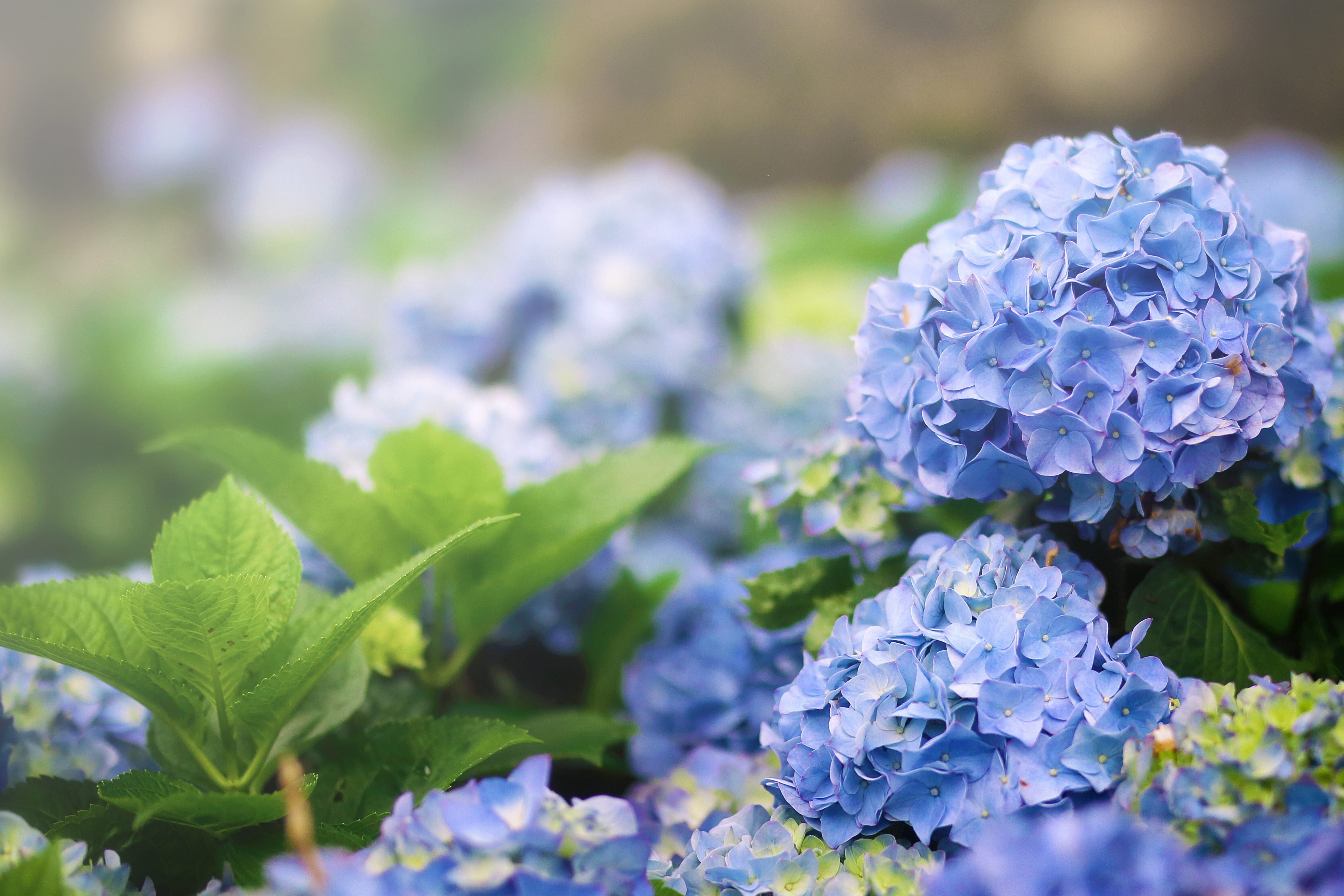 Hydrangeas at Zhuzihu