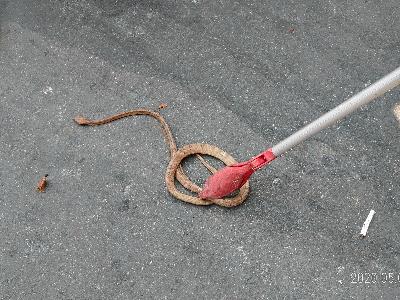 Capturing a snake with snake tongs