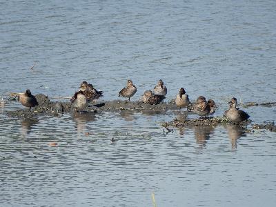 Water fowls at the conservation area
