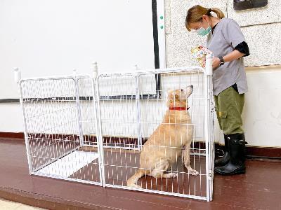 A pet dog being trained