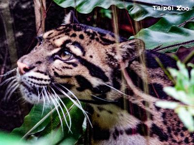  Suki, the clouded leopard at Taipei Zoo