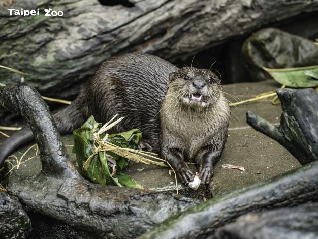 An otter enjoys the ice zongzi