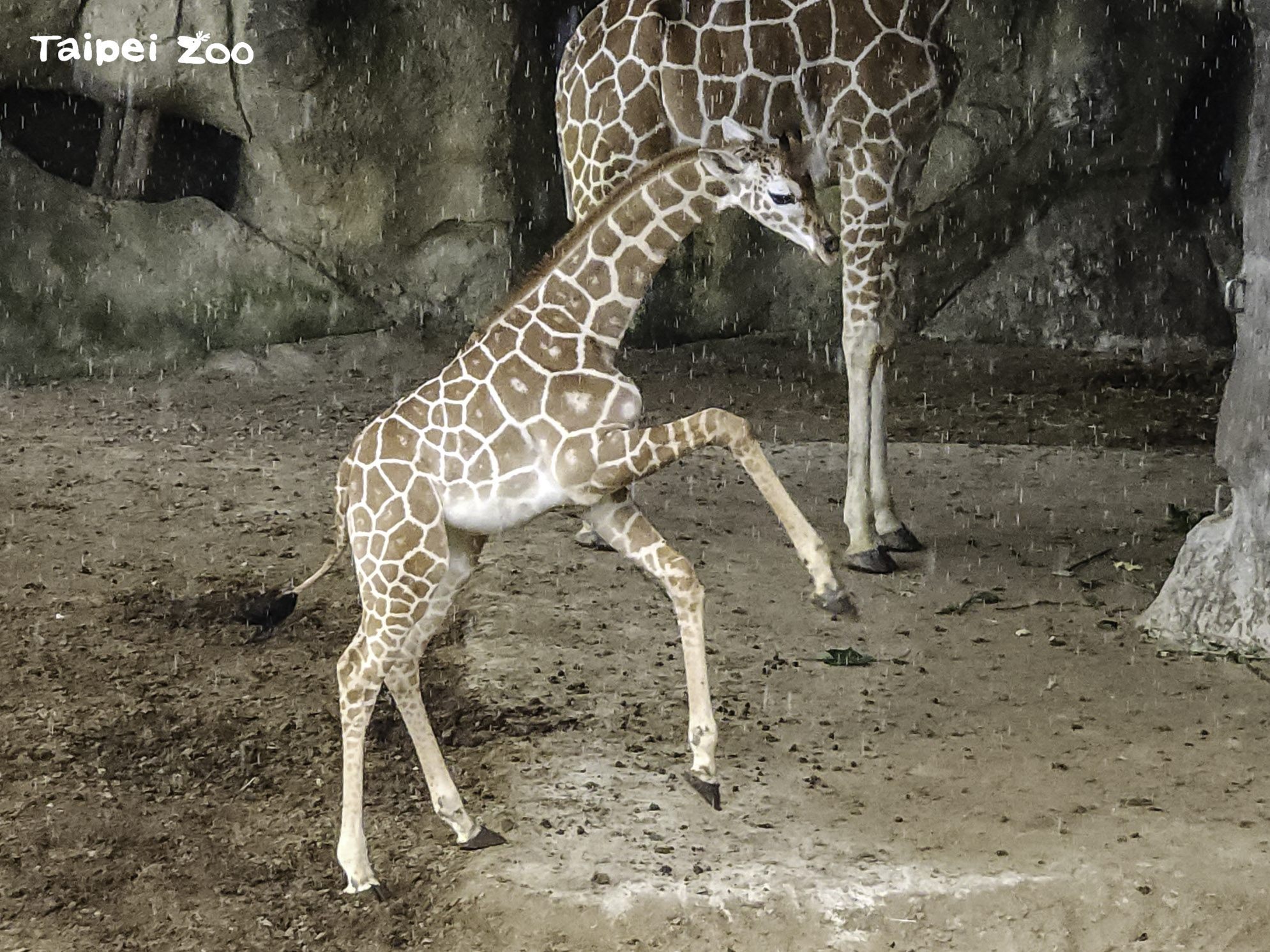 The giraffe calf at Taipei Zoo - three months after birth.
