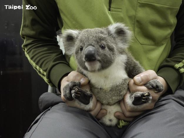 The young koala bear makes his debut