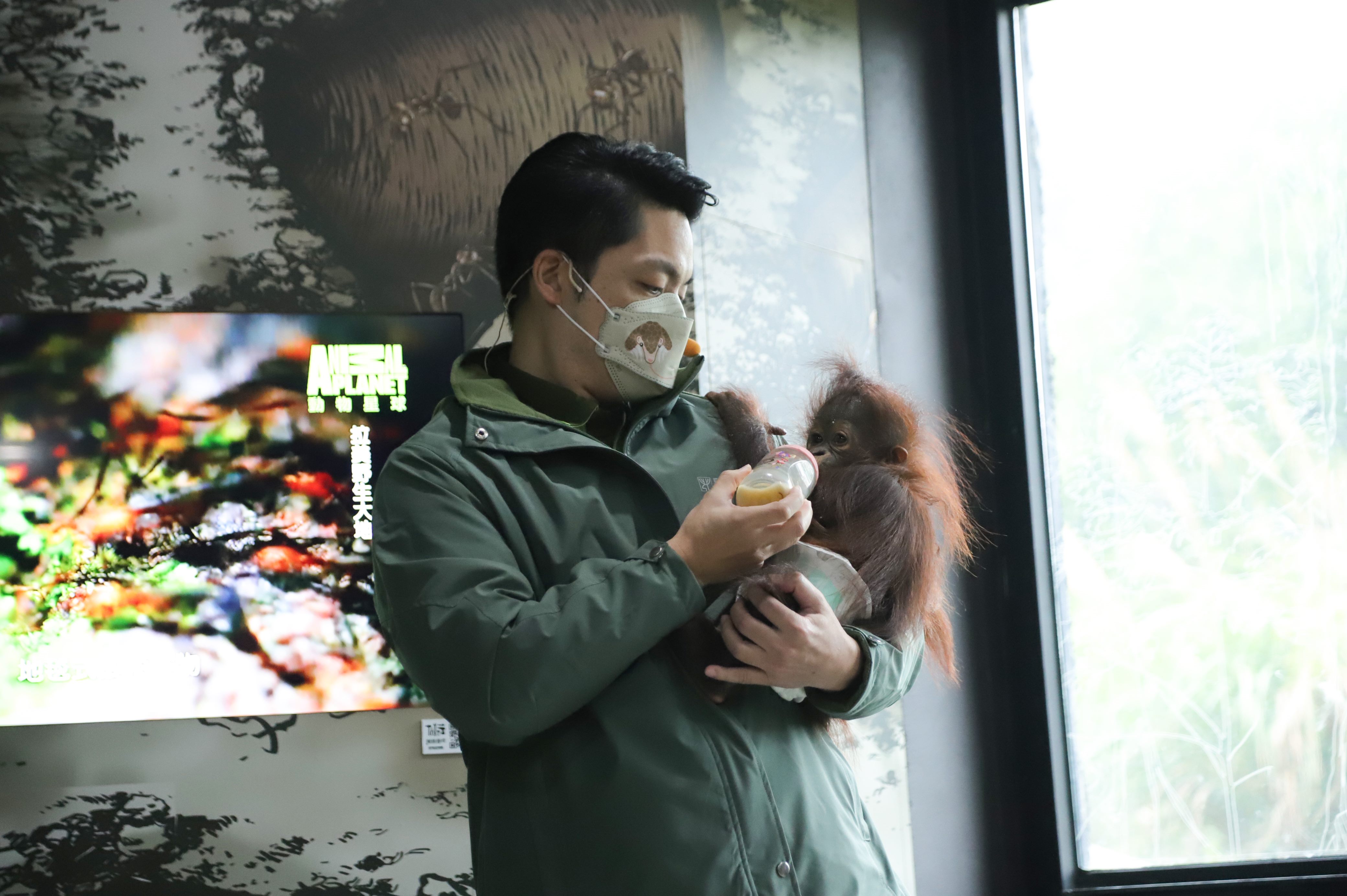 Mayor Chiang feeding milk to the baby orangutan