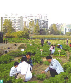 The Global Popularity of Urban Farming