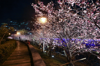 2017 Yangmingshan Flower Season: Camellia Fest and Illuminated Cherry Blossoms at Night