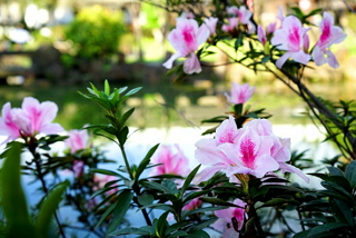 Introducing the 2017 Taipei Azalea Festival