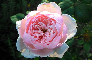 Immersed in Rosy Beauty: The Taipei Rose Garden 2017 Spring Exhibition