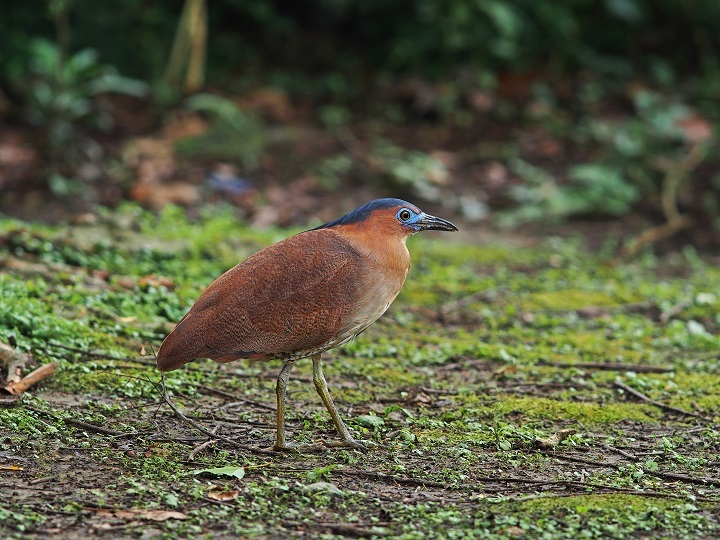 Taipei Avian Touring On City Corners - The Beauty of Birdsong
