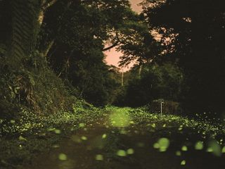 Firefly Season in Taipei