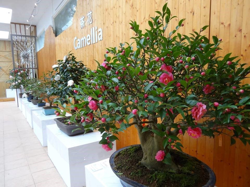 2018 Taipei Camellia Show: Celebrating the Beauty of Camellia