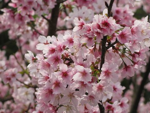 Yangmingshan Flower Festival features a wide variety of cherry blossoms