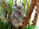 Photo of koala