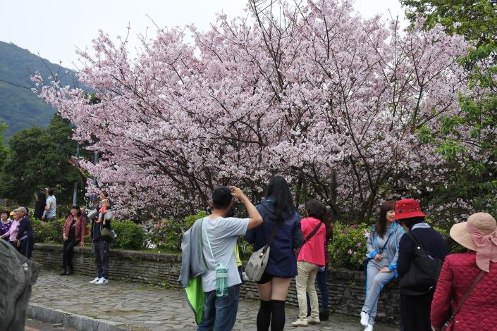 Last year's Yangmingshan cherry blossom season bloomed and watched by the people