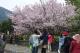 Last year's Yangmingshan cherry blossom season bloomed and watched by the people