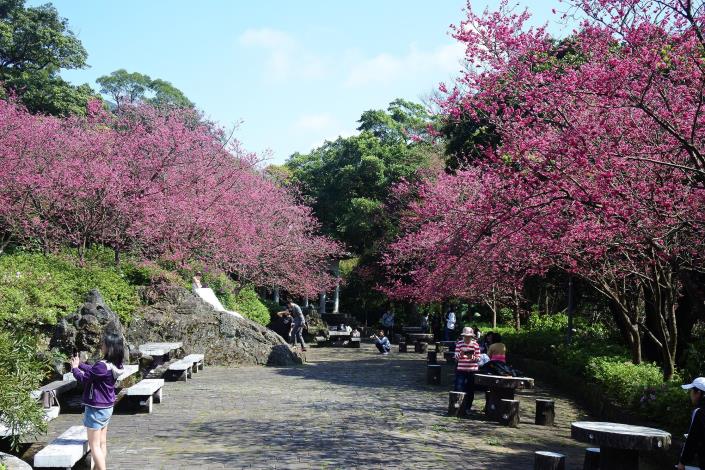 Last year's cherry blossom season in Yangmingshan
