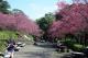 Last year's cherry blossom season in Yangmingshan