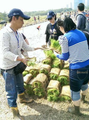 105年一德里協辦「北投插秧趣」活動