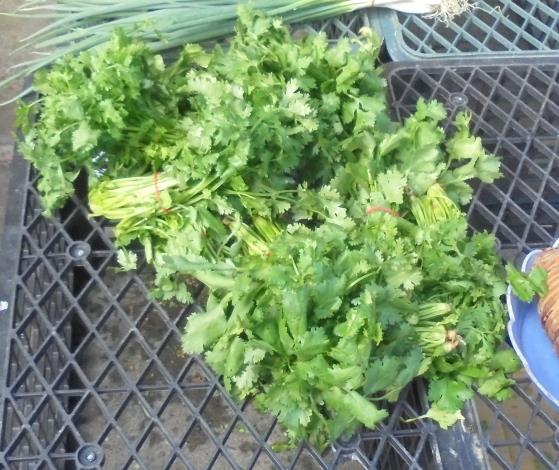 9-香菜.JPG