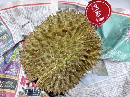 越南金枕頭榴槤