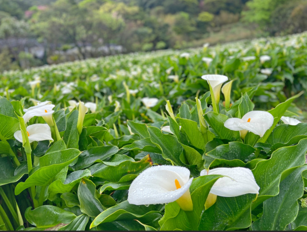 海芋