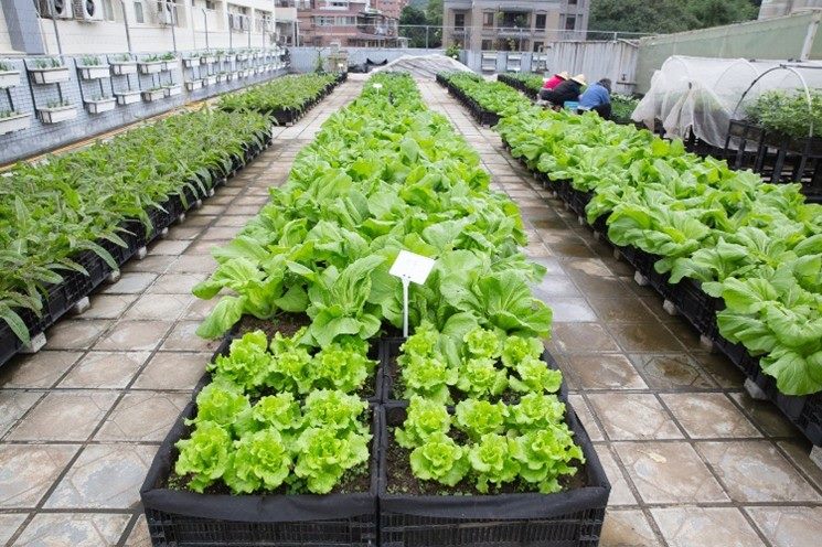 盆缽式綠屋頂