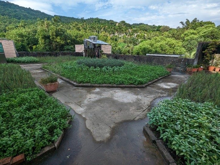 薄層型綠屋頂
