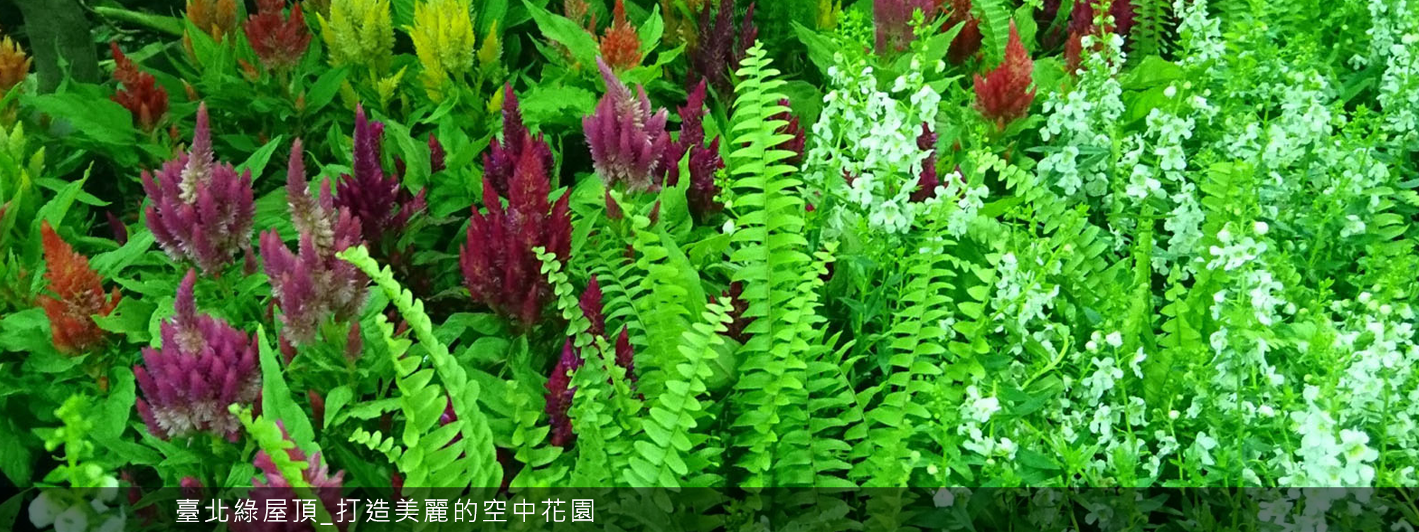 臺北綠屋頂_打造美麗的空中花園