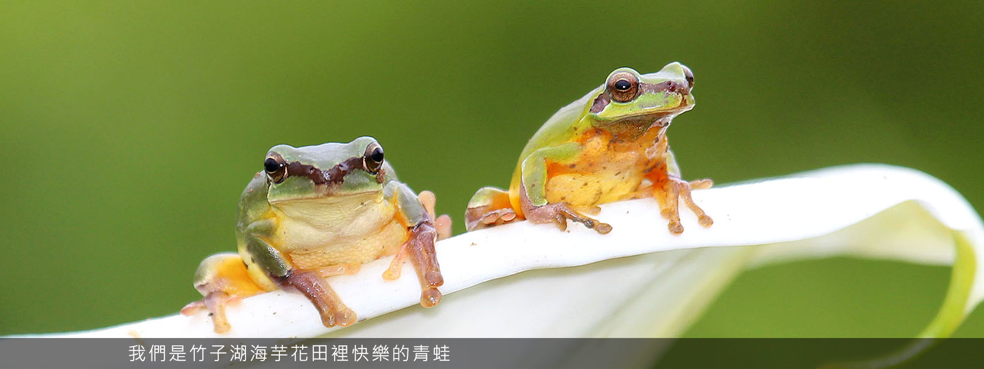 我們是竹子湖海芋花田裡快樂的青蛙