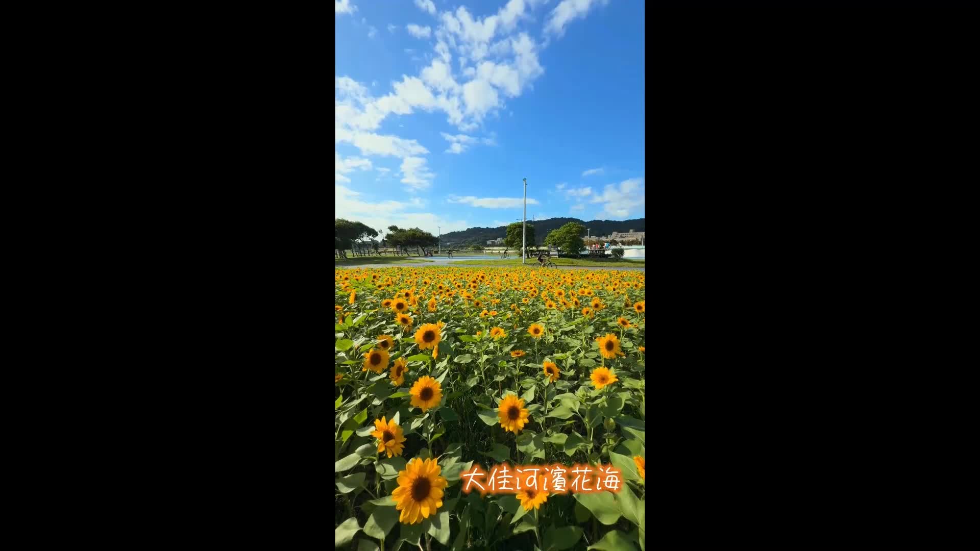 大佳河濱花海 曹正邦 攝影