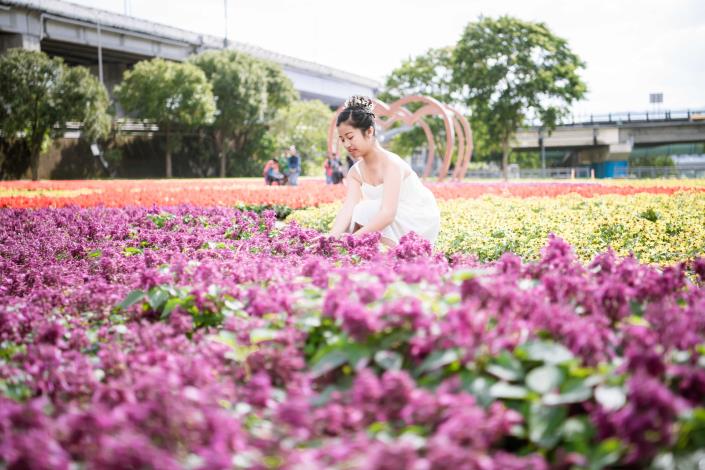 古亭河濱花海繽紛 是拍照的好地點  -「2019古亭河濱花海撩妹金句徵選活動」首獎得主之家人於古亭河濱花海拍攝之作品 (3)