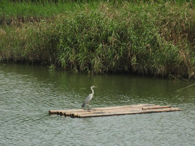 社子島濕地的大型長腳水鳥-蒼鷺