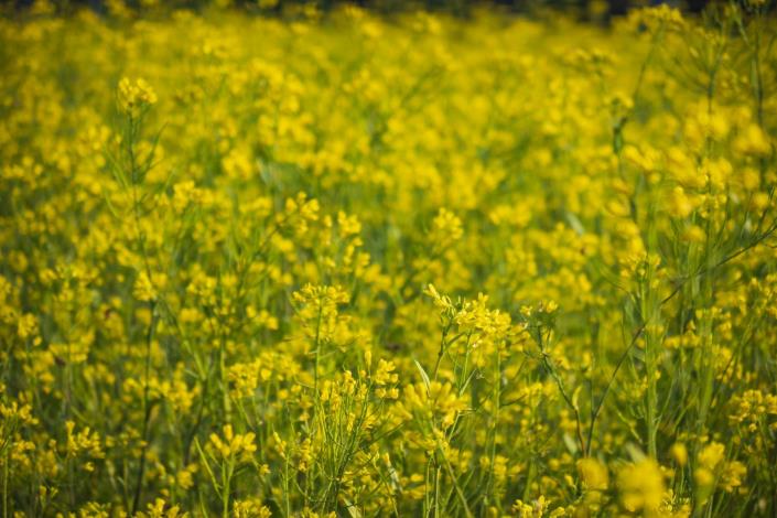 油菜花花期較短 這波花期將會持續到3月中旬