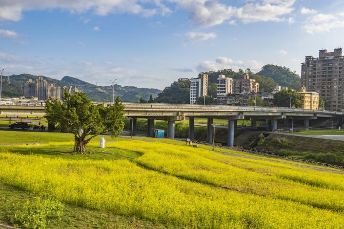 搶看限時美景 道南右岸河濱公園 油菜花海療癒盛開
