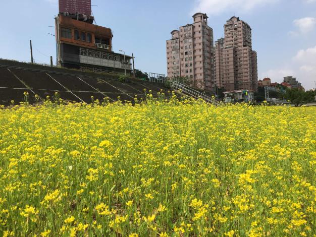 水利處從108年12月上旬便開始整地、撒播油菜籽 經過2個多月悉心照料  油菜花已盛開.JPG