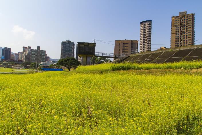 油菜花花期較短，這波花期將會持續到3月中旬
